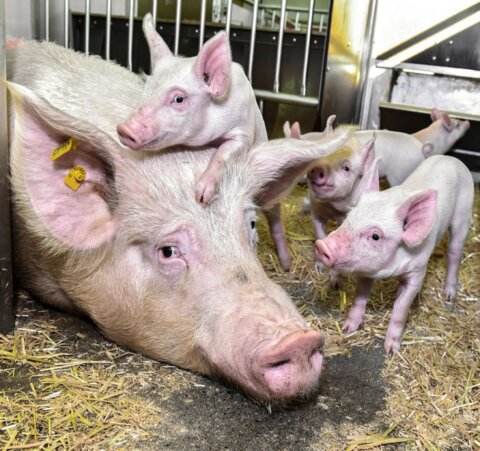 L’ingestion accrue se traduit par un nombre plus élevé de porcelets, la truie produisant davantage de lait.