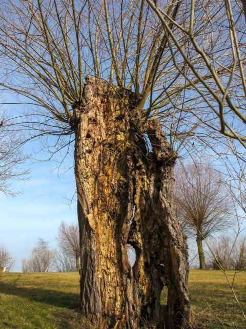 Les saules têtards noueux sont un élément traditionnel de nos paysages