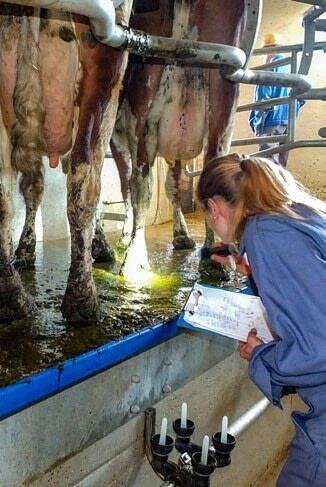 Contrôle des onglons en salle de traite à l’aide d’une lampe de poche de forte puissance.