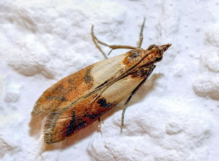 Dörrobstmotte (Plodia interpunctella).