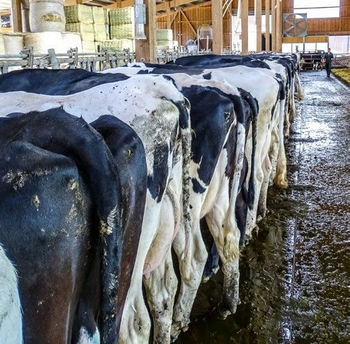 Die Mortellaro-Situation wurde im Projekt mittels «Penwalk» beurteilt. 