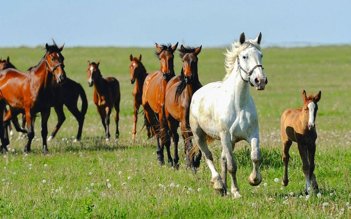 Grâce à l’élevage en groupe et à la possibilité de sortir en liberté, les chevaux peuvent se mouvoir comme bon leur semble pendant toute la journée.