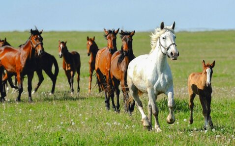 Grâce à l’élevage en groupe et à la possibilité de sortir en liberté, les chevaux peuvent se mouvoir comme bon leur semble pendant toute la journée.