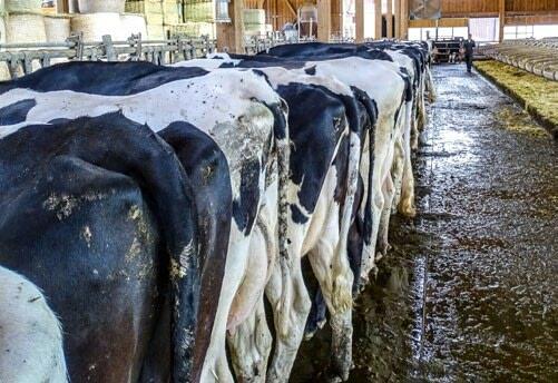 Dans les exploitations participantes, l’état des lieux concernant la Mortellaro s’est fait à l’aide de la méthode « Penwalk ».