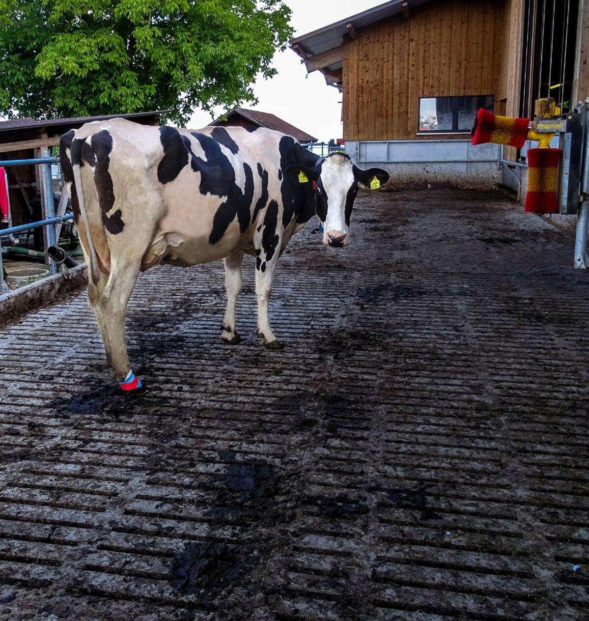 Verbände schützen Dermatitis digitalis-Läsionen vor Schmutz und Feuchtigkeit.