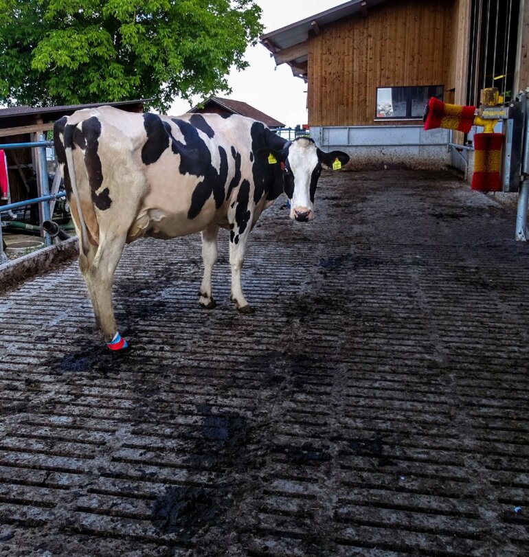 Verbände schützen Dermatitis digitalis-Läsionen vor Schmutz und Feuchtigkeit.