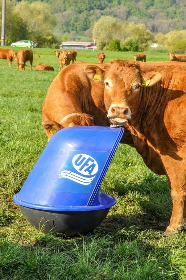 Mineralfutteraufnahme aus dem Microfeeder.