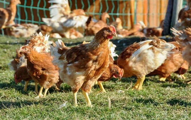 Die Masthühner geniessen den täglichen Auslauf auf die Weide bei schönem Wetter besonders.