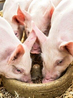 Ferkel sind in der Zeit nach dem Absetzen besonders anfällig für Durchfall