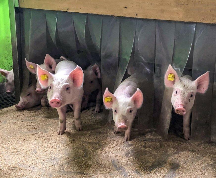 Im Moment macht rund ein Drittel aller Schweineproduktionsbetriebe bei einem Schweine Plus Gesundheitsprogramm mit.