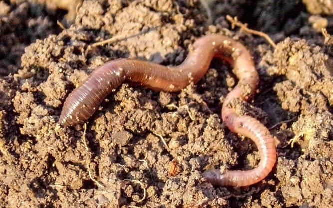 Durch den Wirkstoff Doramectin wird beispielsweise der Regenwurm geschädigt.