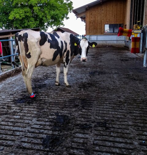 Les pansements protègent les lésions des souillures et de l’humidité