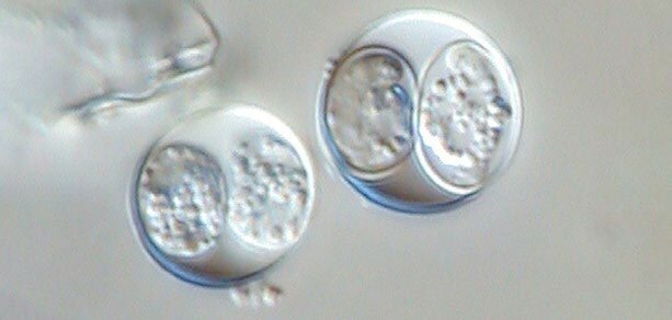 Oocystes sporulés de Neospora Caninum. 