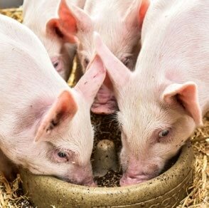 Durant la période qui suit le sevrage, les porcelets sont particulièrement sensibles aux diarrhées