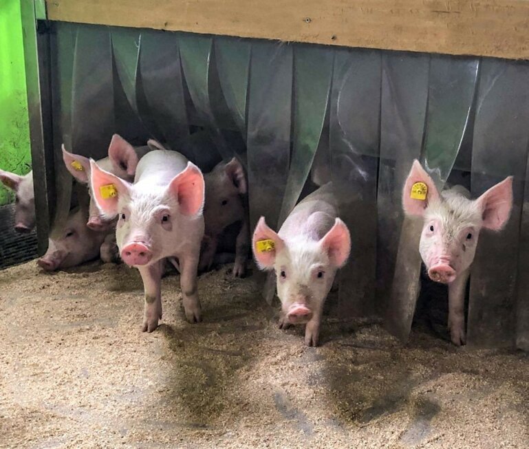 Actuellement, un tiers des exploitations porcines suisses participent au programme santé des porcs Plus