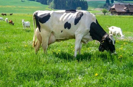 Une pâture mixte avec des petits ruminants et des bovins permet de réduire la pression parasitaire.