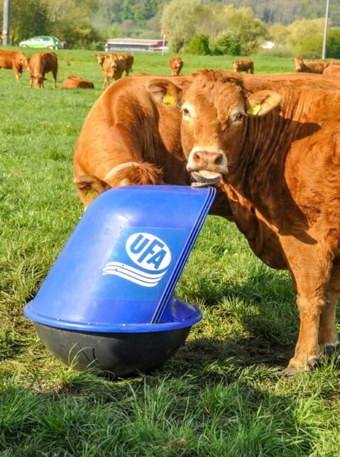 Distribution de minéraux à l’aide du Microfeeder. 