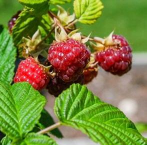 Himbeeren