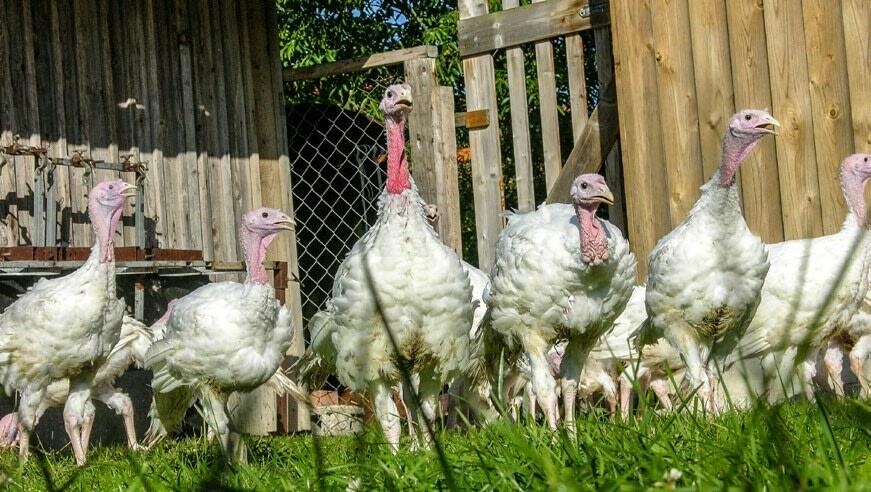 Lorsque les dindes ont accès au pâturage, la production de fumier en bâtiment est restreinte