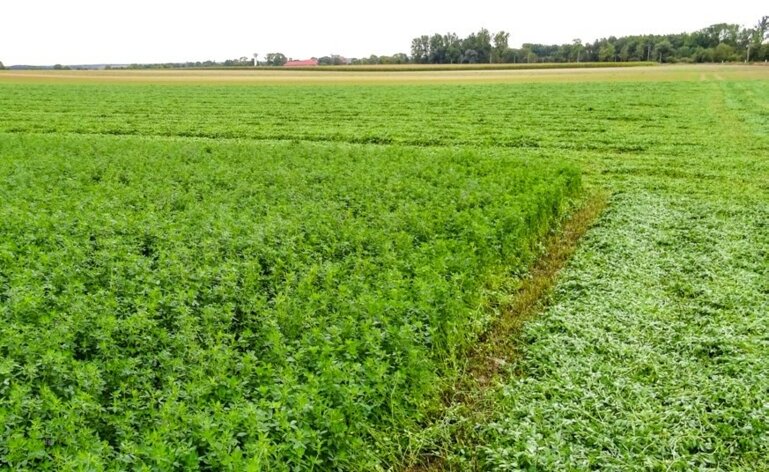 plante fourragère tolérante 