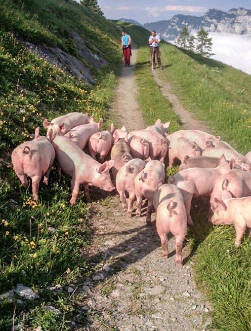 Alpschweine