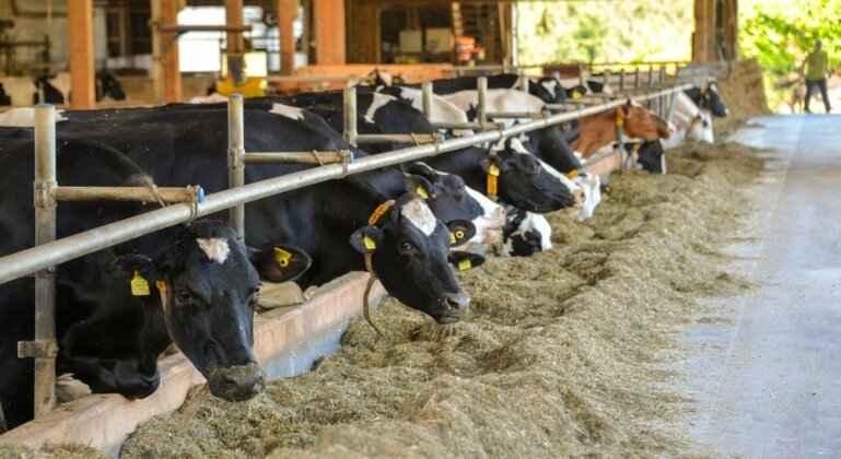 Les vaches qui présentent de gros écarts extérieurs sortent du lot à l’étable