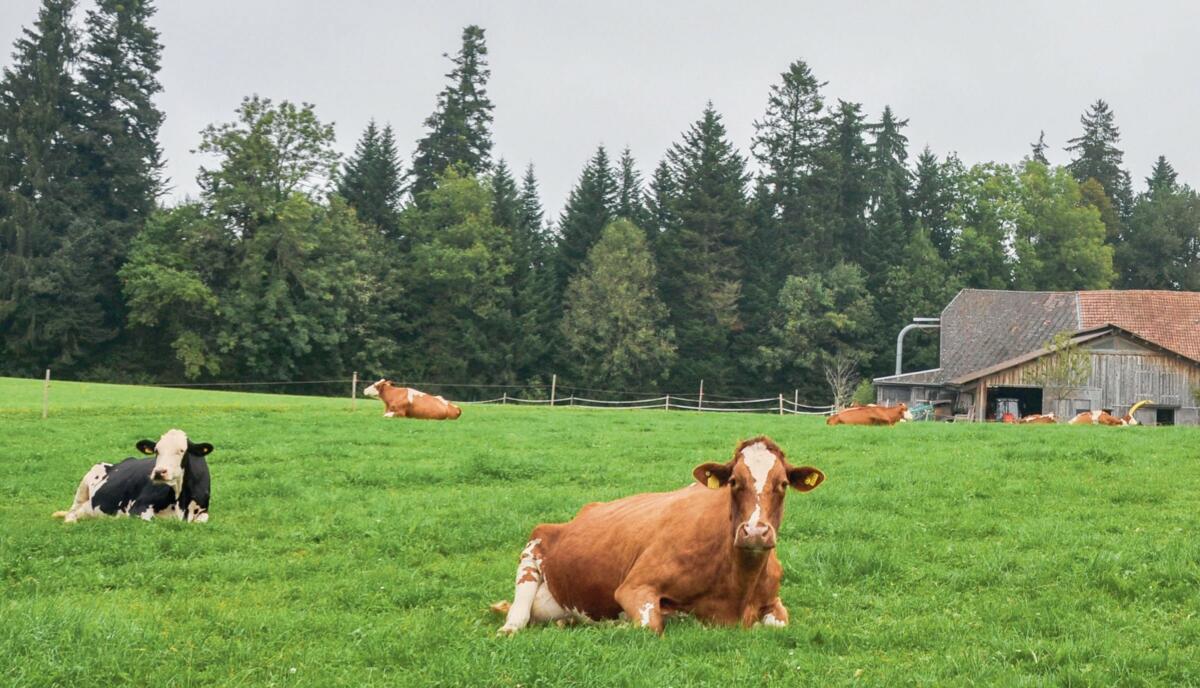 Bei einer ressourcenschonenden Ernährung würde das Grünland primär fürs Milchvieh genutzt werden.