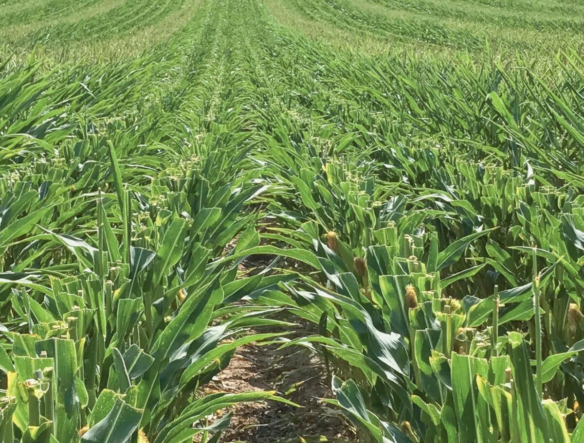 Entfahnter Mais: Seit 20 Jahren produziert die Swissmaïs GmbH Saatmais.