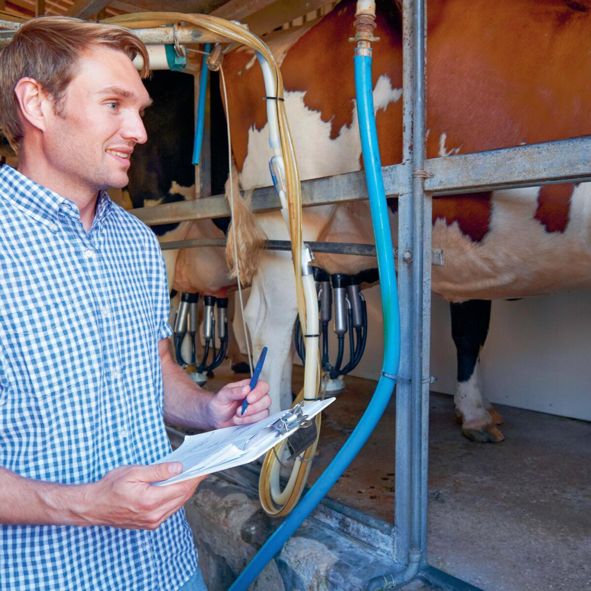 Besser Melken dank SOPs