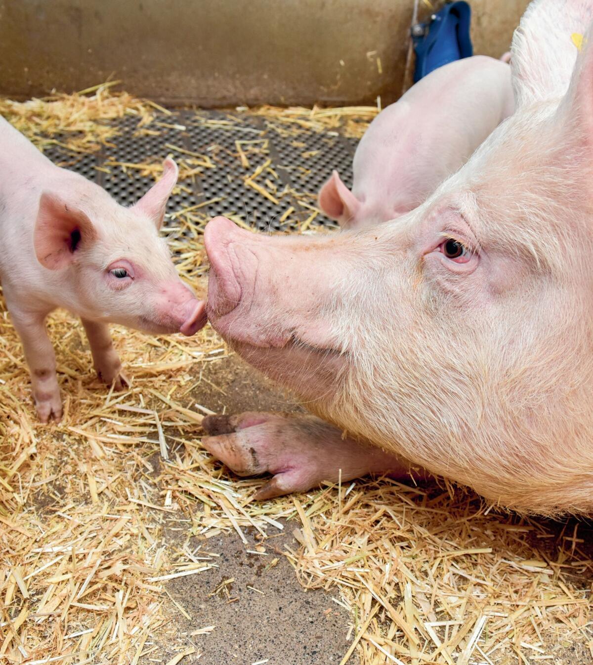Frühes Anfüttern verhindert einen Wachstumseinbruch nach dem Absetzen.