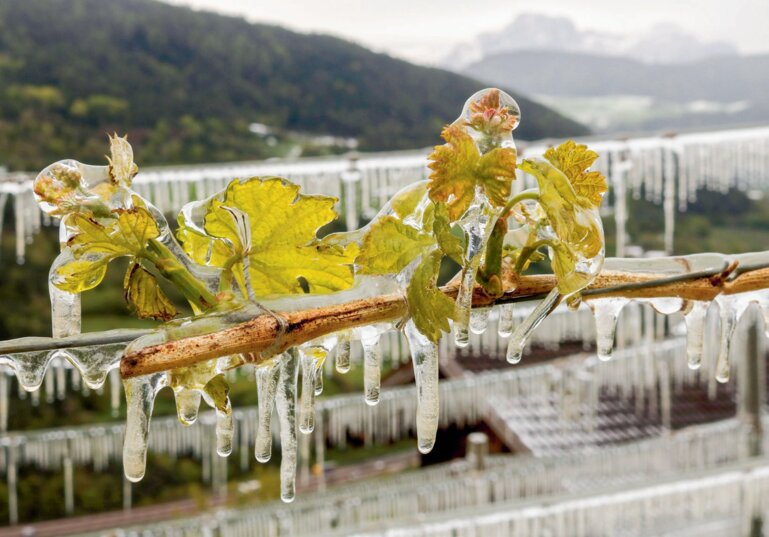 Im Frühjahr 2017 konnte die Frostschutzberegnung mancherorts die Verluste im Rebberg verringern