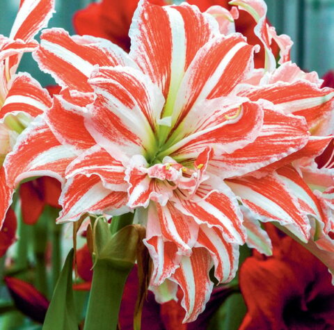 Amaryllis