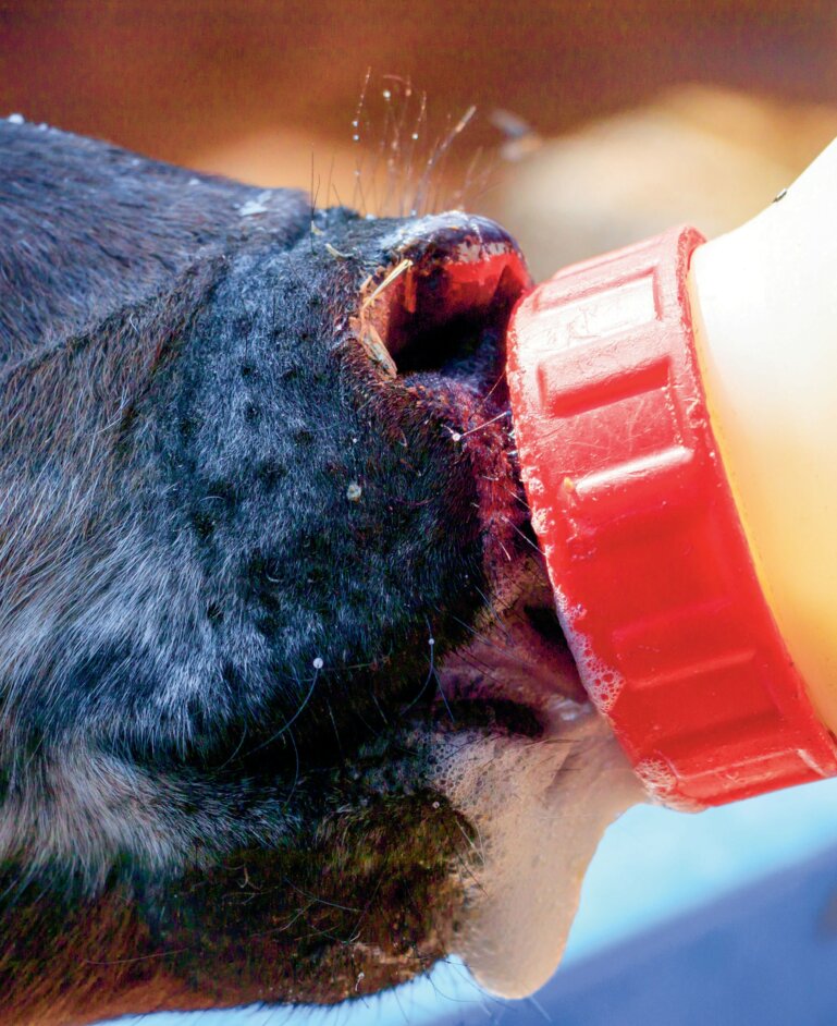 Das Zufüttern von Beta-Carotin während der Galtphase verbessert die Qualität des Kolostrums