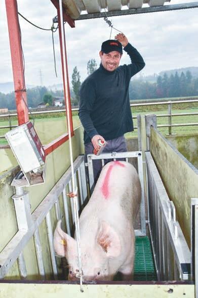 Einmal wöchentlich werden bei Wabers Schweine gewogen