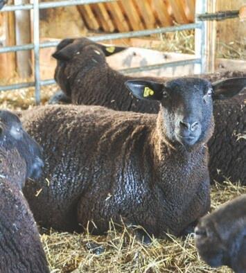Auch während der Winterfütterung sollten die Tiere frei von Parasiten sein.