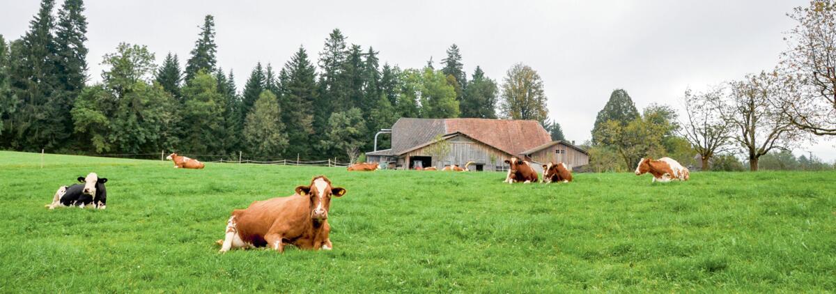 Die Untersuchungen von Agroscope zum GMF-Programm zeigten, dass der Grasanteil in der Ration im Schnitt um 1 Prozent gestiegen ist.