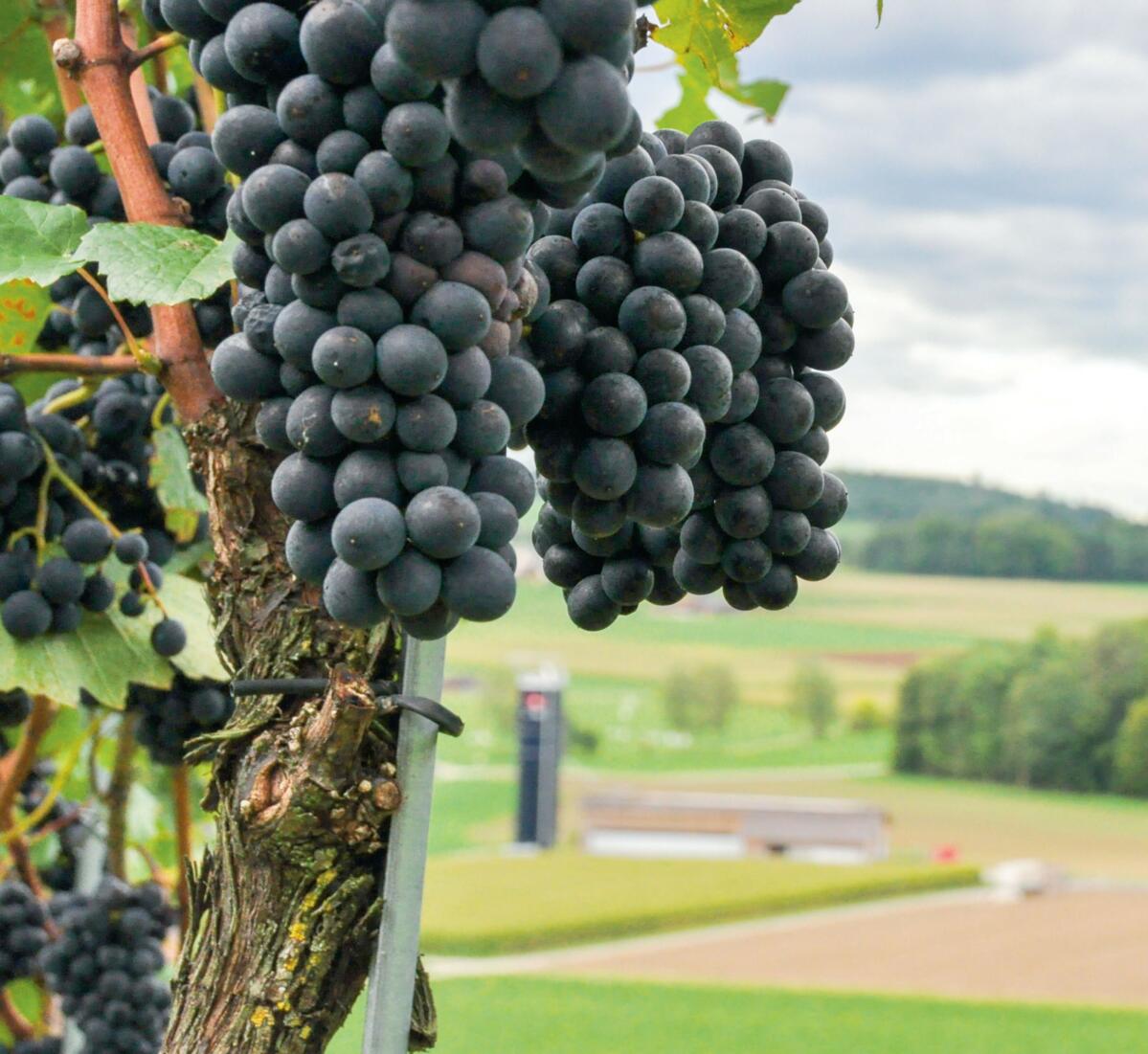 Daniel Peter betreibt unter anderem Rebbau und Munimast.