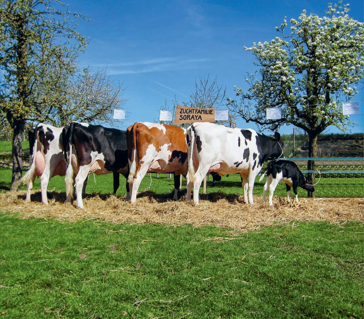 Die Leber – das zentrale Stoffwechselorgan