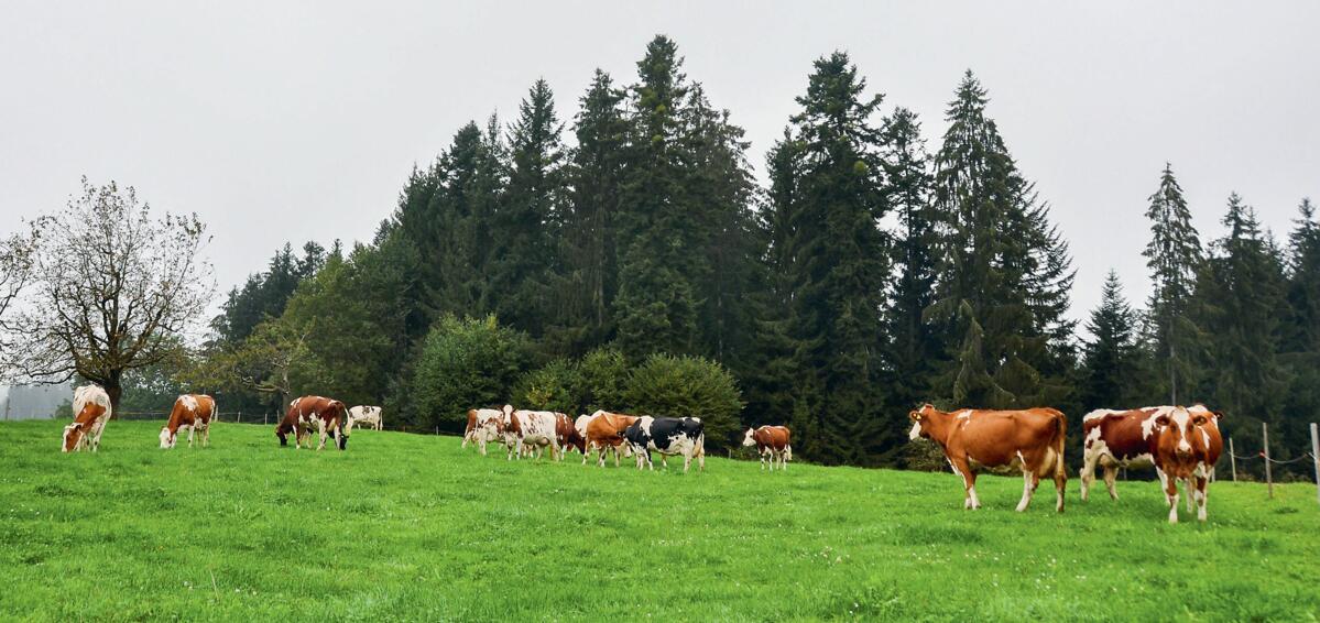 Weidende Kühe sind in der Schweiz oft anzutreffen, ein Grossteil der Betriebe macht beim Tierwohlprogramm RAUS mit. 