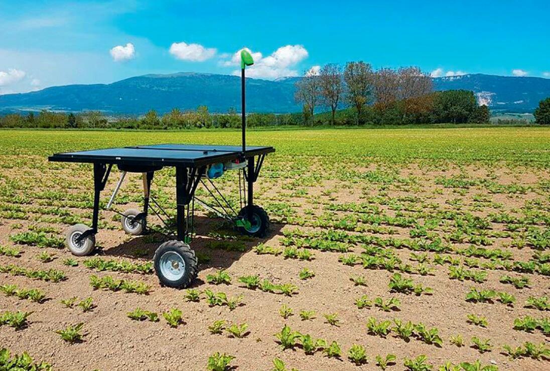 Autonomer Roboter zur Unkrautbekämpfung in Rüben.