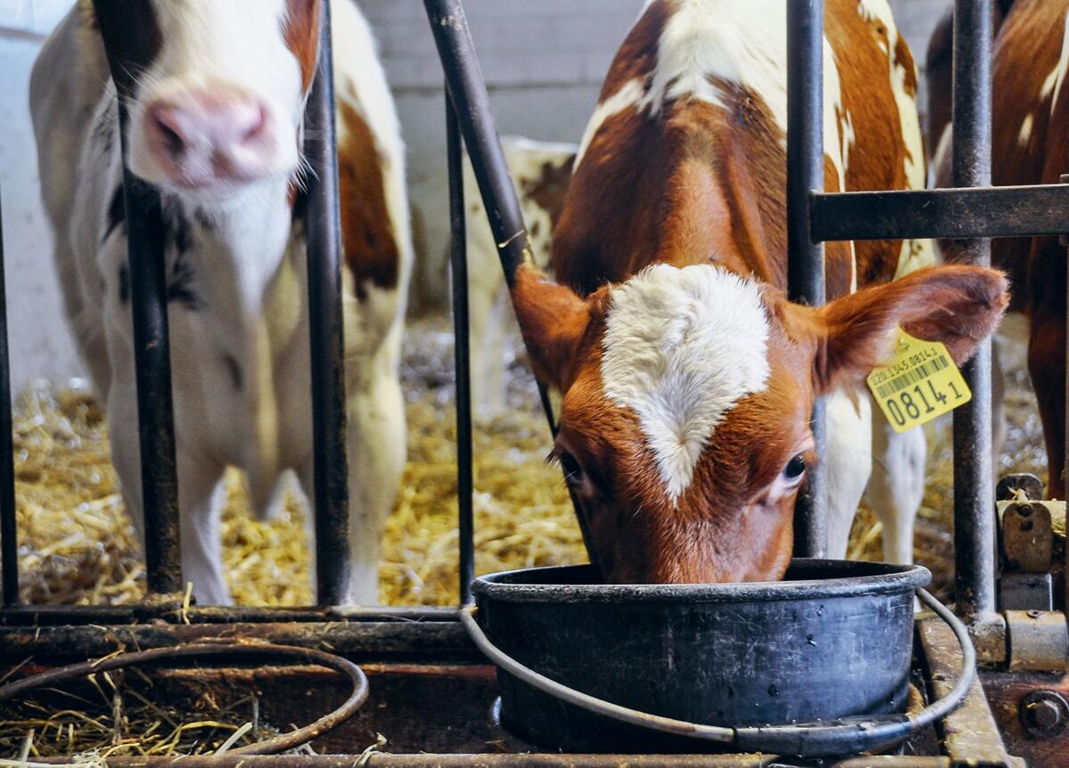 Bei Hadorns erhalten die Kälber morgens und abends zwischen sieben und neun Liter Milch, welche mit UFA top-forte angesäuert wird.