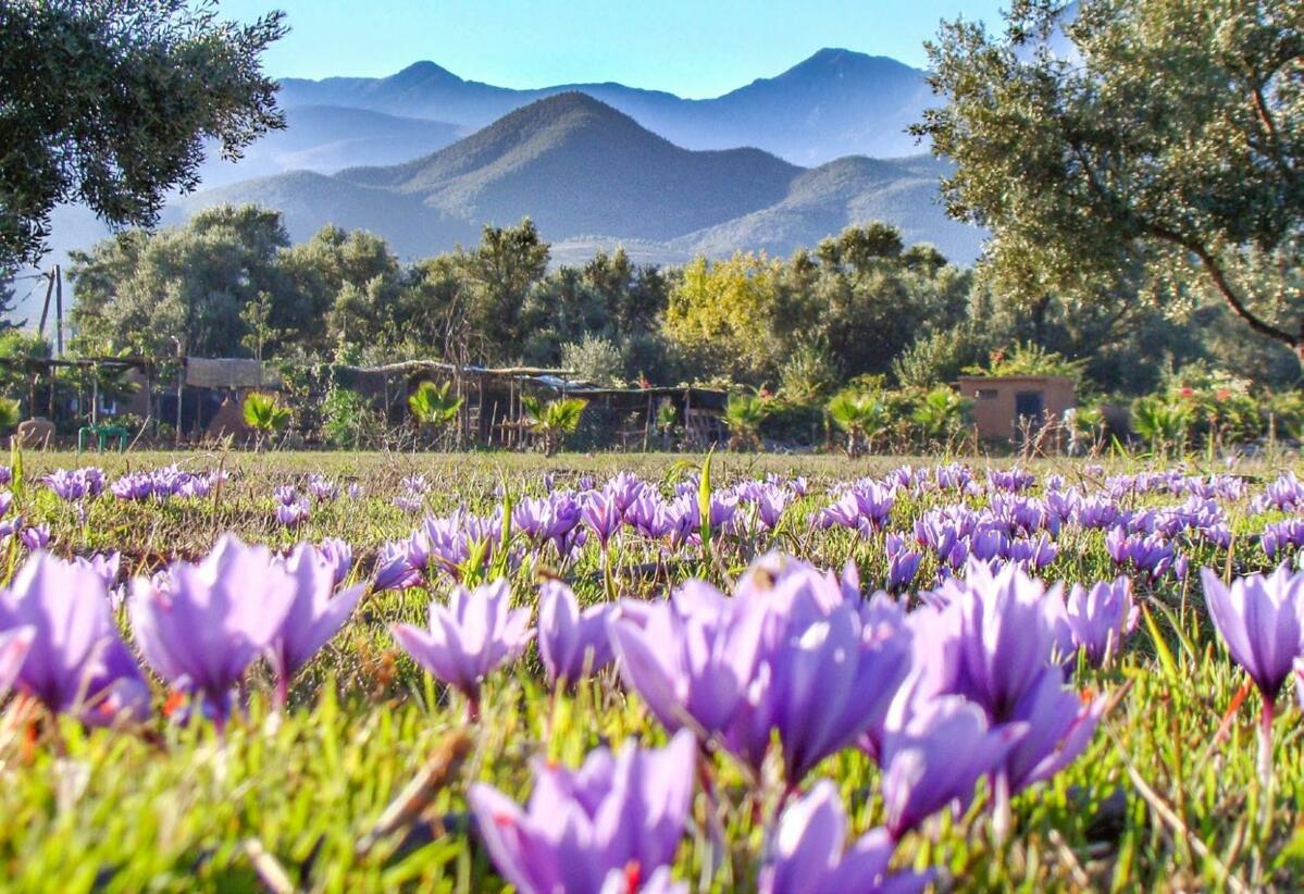 Safrananbau in Marokko