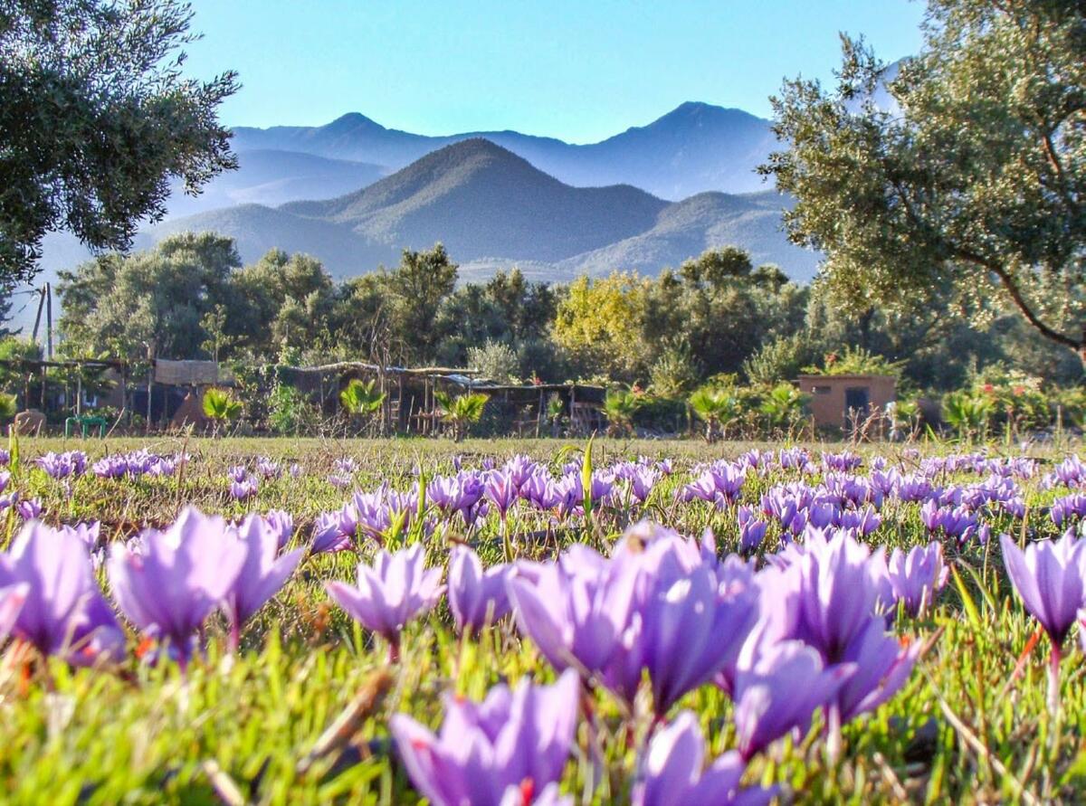 Safranière au Maroc.