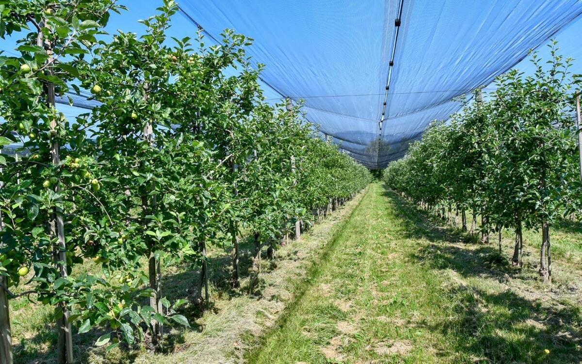 En arboriculture bio, la régulation de l’enherbement est réalisée mécaniquement
