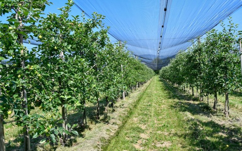 En arboriculture bio, la régulation de l’enherbement est réalisée mécaniquement