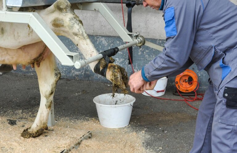 Kuh vor oder beim Galtstellen kurz im Klauenstand kontrollieren