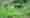 alt_text