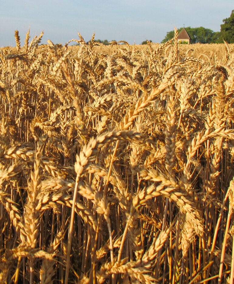 Pour la campagne à venir, il s’agit de réduire les surfaces de blé panifiable et d’augmenter celles de blé fourrager