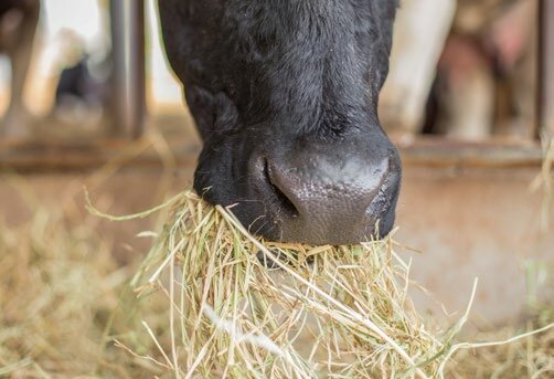 Les apports de fourrage doivent augmenter en fin de gestation