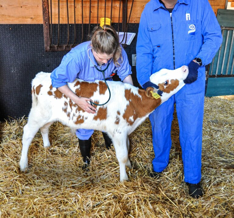 Contrôle d’un veau lors de la mise à l’étable dans le cadre de l’étude de terrain